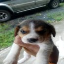 ลูกสุนัขบีเกิ้ล 