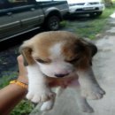 ลูกสุนัขบีเกิ้ล 