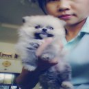 น้องปอมน้อยขนฟูๆแน่นๆน่ารักตัวสั้นกลมสีส้มอ่อน หาย้ายใหม่ค่ะ