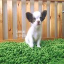 ชิวาวาขนยาวขาวช็อค ไซส์จิ๋ว วัคซีนครบ รับประกันสุขภาพค่ะ 089-4781036