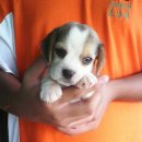 ลูกบีเกิ้ลวัยกำลังน่ารัก มีรอบคอขาว พร้อมแล้วครับ (บางใหญ่ นนทบุรี)call.081-7801...