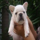 ลูก ----FRENCH BULLDOG---- เพศผู้ สีครีม (ขายแล้วครับ)