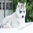 (ฟาร์มไซบีเรียน)  ขายลูกไซบีเรียนมีทั้งหมด7ตัว  เมียสีดำ-ขาวและเทาขาว สายเลือดแช...