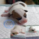 ลูกแจ๊ครัสเซลล์หาบ้านใหม่ (Jack Russell Puppies)