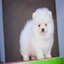Pommyfarm จำหน่ายลูกปอมเมอเรเนียน หน้าหมี ทีคัพ มีทุกสีทุกเกรด ราคาเบาๆบริการ24ช...