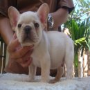 -----FRENCH BULLDOG-----เพศผู้(2)***(ขายแล้วครับ)***