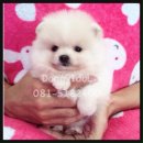 ลูกปอม T-cup ... เกรด A หน้าหมีฟอร์มสวยจ้าา