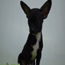 ชิวาว่า เพศผู้ สายเลือดดี ราคาประหยัด