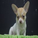 ชิวาว่า เพศเมีย สายเลือดดี ราคาประหยัด