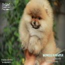 บ้านBEWELL POMERANIAN มีลูกปอมฯเพศผู้แบ่งหลายตัวสวยมาก สายเลือดเยี่ยม