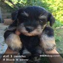 ลูกสุนัขมิเนเจอร์ ชเนาเซอร์ แท้ ๆ MINIATURE SCHNAUZER มีใบเพ็ด  สุขภาพแข็งแรงถ่า...