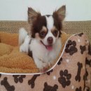 ชิวาว่าขนยาวเพศผู้ สีขาว/ช็อค 5900.-