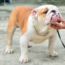 พ่อพันธุ์BULLDOG สายเลือดดี ริงเคิลใหญ่ เปิดรับผสม มีให้เลือกหลายตัว รับผสมราคาไ...