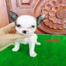 ชิวาวาขนสองชั้นสีแฟนซีน่าสั้นหัวโต ราคา 4500 บาท