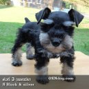 ลูกสุนัขมิเนเจอร์ ชเนาเซอร์ แท้ ๆ MINIATURE SCHNAUZER มีใบเพ็ด  สุขภาพแข็งแรงถ่า...