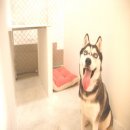 Phuket Dog Park บริการรับฝากสุนัข ในตัวเมืองภูเก็ต