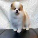 POMขนแน่นๆสายเลือดดี (ยินดีรับบัตรCREDITCARD)ผ่อนได้