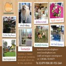 Cotton Dog Resort and Care โรงแรมสุนัขห้องพักสุนัขสุดหรู