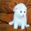 SCOTTISH FOLD