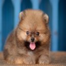 FYPOM KENNEL ขายน้อง Chocolate roll สีส้ม เพศผู้ ไซส์มาตรฐาน ขนแน่น โครงสร้างดี...