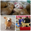 เปิดจองลูกสุนัข golden retriever สายเลือดอเมริกันแชมป์ สำหรับผู้ที่ชื่นชอบสีอ่อน...
