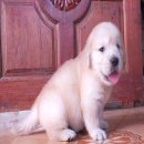 มาแล้วจ้าาาาาา ขายลูกสุนัขโกลเด้นฯสายพันธุ์แท้!!