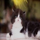 ( ( ( *** เปิดจอง ลูกแมว Exotic ShortHair CFA ตัวอ้วนเนื้อแน่น หัวกลม โครงสร้างส...