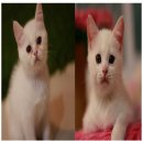 ### เปิดจองลูกแมว Scottish fold 2 หนุ่ม น้อยหน้ามน ###