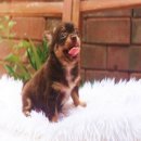 ด.ช.เจได