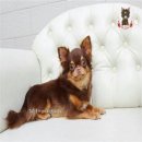 จำหน่ายชิวาวา สายพันธุ์ญี่ปุ่นและไต้หวัน เกรดน่ารักๆ ////// คลิกเข้าไปชมในเวบนะค...