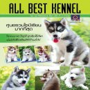  ALL BEST KENNELฟาร์มไซบีเรียนที่ใหญ่ที่สุดในประเทศไทย ไซบีเรียนเกรดhi-end