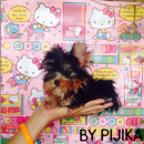 น้องเอ็มม่า*เพศเมีย* สายเลือดแชมป์USA-ไทย ไซร์ T-cup ตัวสั้น  *น้องได้บ้านใหม่แล...