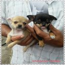 ชิวาว่า สีแบล็ค-แทน+สีน้ำตาล หาดใหญ่