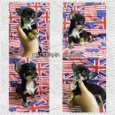 ชิวาว่า หัวแอปเปิ้ล 