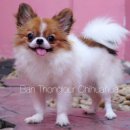 (( บ้านทองเหลาชิวาวา )) Ban ThongLour Chihuahua จำหน่ายชิวาวาสายพันธุ์แท้!! น่าร...