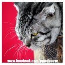 #แมวสก็อตติชโฟลด์# Petto house บ้านแมวสวย สายพันธ์ดี2
