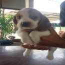 บีเกิ้ล (Beagle) อายุ 1.5เดือน เพศผู้ M2