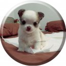 Chihuahua Long Coat Puppies For Sale