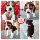 น้องบีเกิ้ล ผู้ 2 เมีย 1 พร้อมย้ายบ้านจร้า