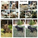 French bulldog for sale 3 male very short full pedigree certificate