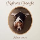 Maiwa beagle ขอขอบคุณพื้นที่ในการขายด้วยนะคะ ลูกสุนัขขายหมดแล้วค่ะ
