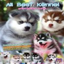 ศูนย์รวมไซบีเรียนเกรดคุณภาพมากที่สุดในไทย ALLBEST KENNEL