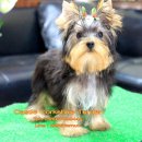 ยอร์คเชีย เพศผู้ ตัวเล็ก ขนหนา หน้าสวย มาร์คชัด หน้าแบ๊ว