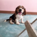 น้องบีเกิ้ลเพศผู้ ราคา 6000 พร้อมย้ายบ้านจร้า