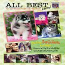 ศูนย์จำหน่ายและพัฒนาไซบีเรียนนานกว่า10ปีไซบีเรียน สไตล์ ALL BEST KENNEL ขนพองและ...