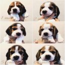 Beagle for sale
