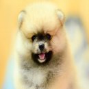 FYPOM KENNEL ขายน้อง Buttermilk สีส้ม เพศเมีย ไซส์มาตรฐาน ขนแน่น โครงสร้างดี มีใ...