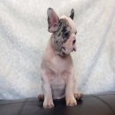 FRENCHbulldog บลูเมอ/ขาวบลู/ขาวดำโมเช่ 