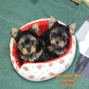 ยอร์คเชีย เพศผู้ ตัวเล็ก ขนหนา หน้าตุ๊กตา ผู้ 1 เมีย 1