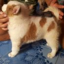 หาบ้าน ให้สาวๆ 1ตัว สีขาว-น้ำตาล สายเลือดแชมป์ มีใบเพ็ด(คอกมิตรแท้)สนใจโทร 082-8...